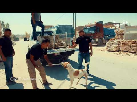 استئصال الاعضاء هكذا تكافح امانة عمان الكلاب الضالة