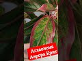 Аглаонема Аврора Крит #shorts