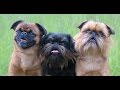 Belgian Griffon (Griffon Belge) の動画、YouTube動画。