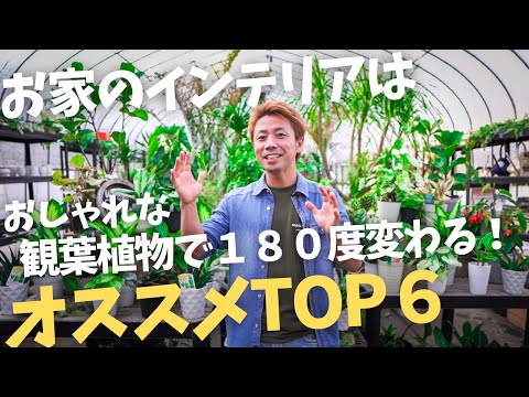 観葉植物で部屋を温室に変える!6つの植物と育て方のコツ