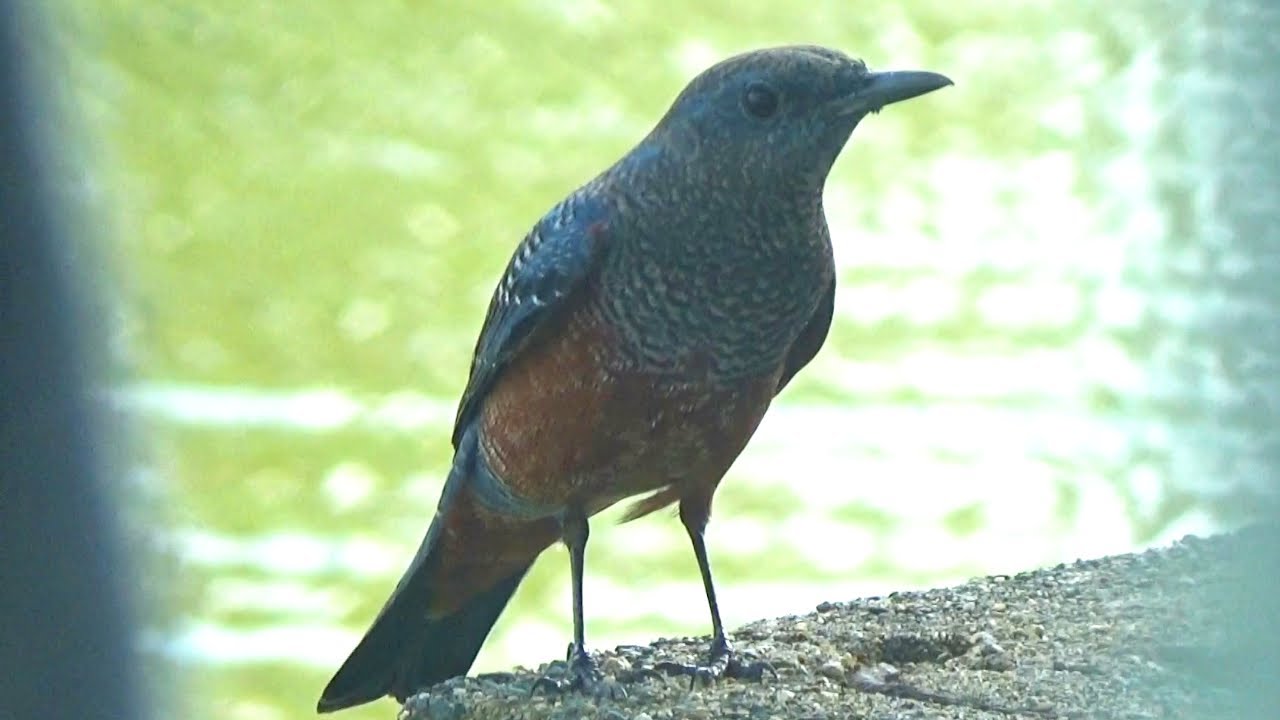 鳴き声の美しい イソヒヨドリ Blue Rock Thrush in Japan - YouTube