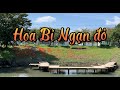 Hoa Bỉ Ngạn đỏ-Man Đà La Hoa ＃hoabingan＃mandala @thequanfamily