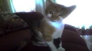 Capture 20140629 1