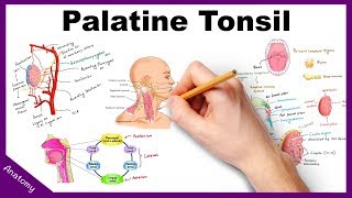 Palatine Tonsil (Anatomy, Blood supply, Nerve supply, Functions, Applied anatomy) screenshot 3