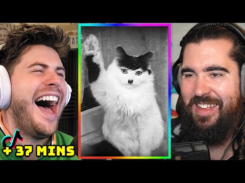 TikTok Memes that make you a dog person