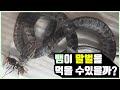 뱀이 말벌을 먹을 수 있을까?