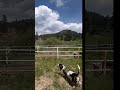 Basset terrified of horse #bassethound #horse #funnyanimals #colorado #estespark #dogsvideo