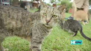 Lānaʻi Cat Sanctuary