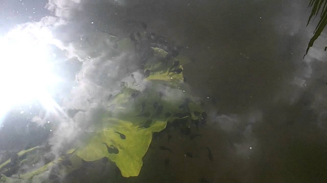 Tadpoles in Bourne's Brook