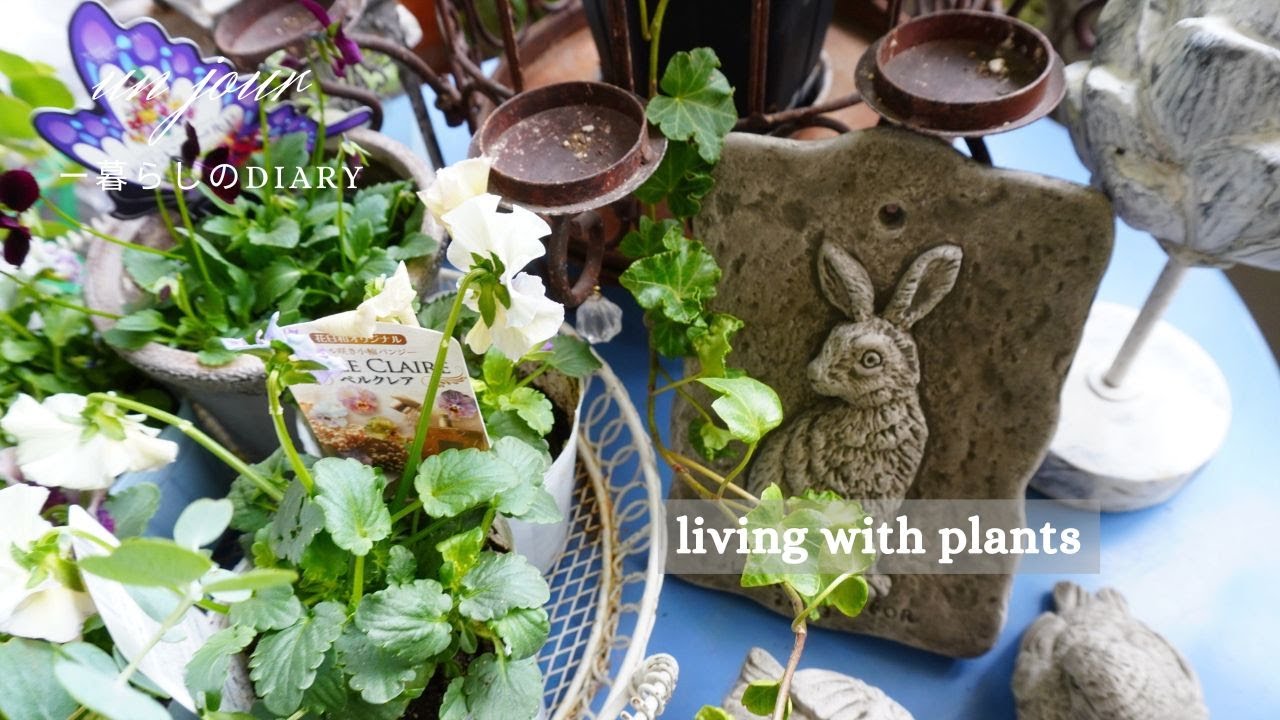 ベランダガーデンの冬支度｜ワンダーデコールのイヤープレート｜二子玉川プロトリーフプレオープン｜植物と暮らす日常｜観葉植物のお手入れ