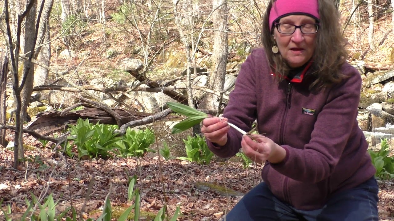 Digging Wild Leeks - YouTube