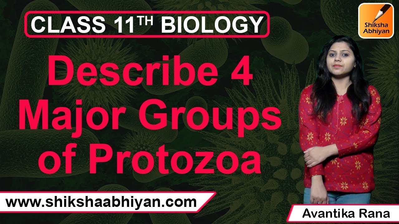 Q6 Describe 4 major groups of Protozoa | Biological Classification ...