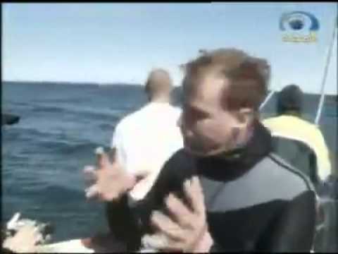 الغوص مع القروش قناة المجد الطبيعية 