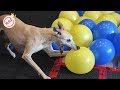 Birthday dog popping balloons - Dogs and Balloons Compilations 2019