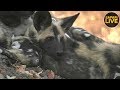 safariLIVE - Sunrise Safari - September 19, 2018