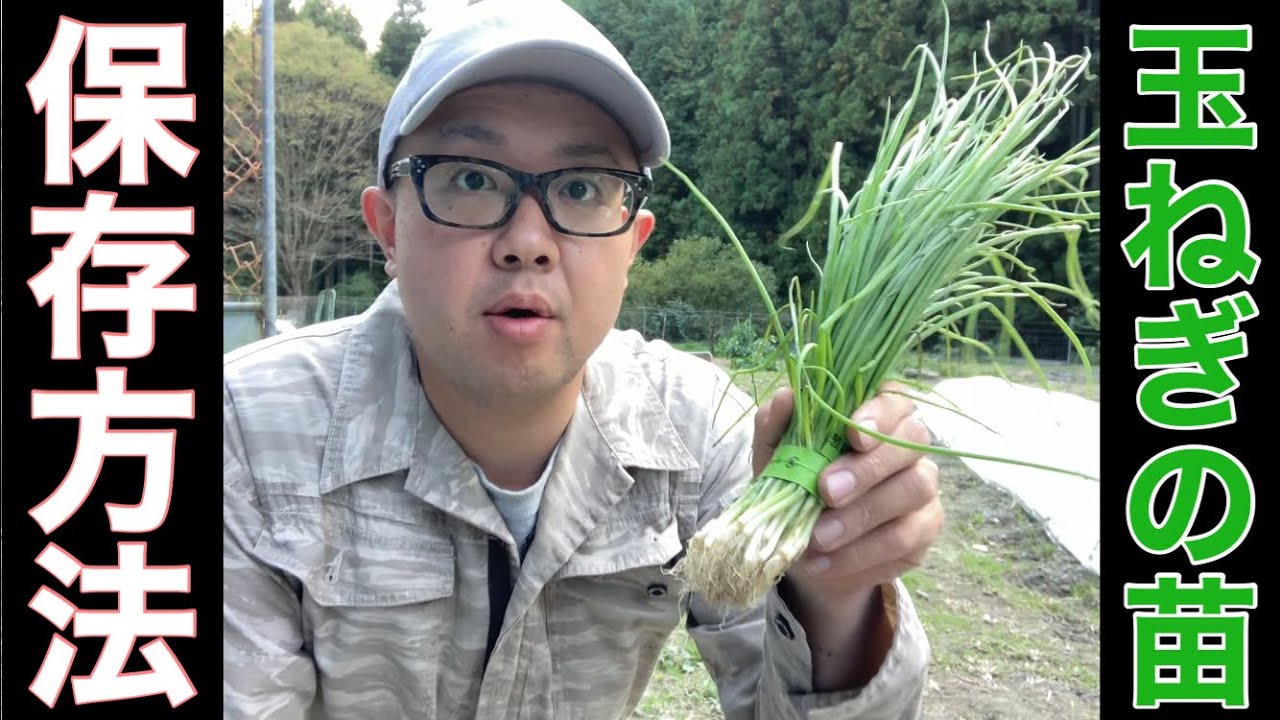 玉ねぎ 苗 の 保存 の 仕方
