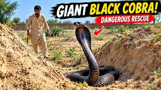 Giant Black Cobra Found in a Deep Ditch | Dangerous Snake Rescue!