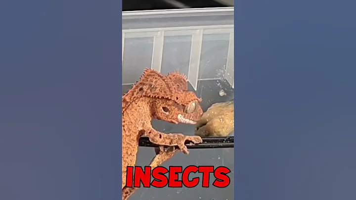 Crested Geckos Are The Best Beginner Reptile! 🦎😍 #shorts - DayDayNews