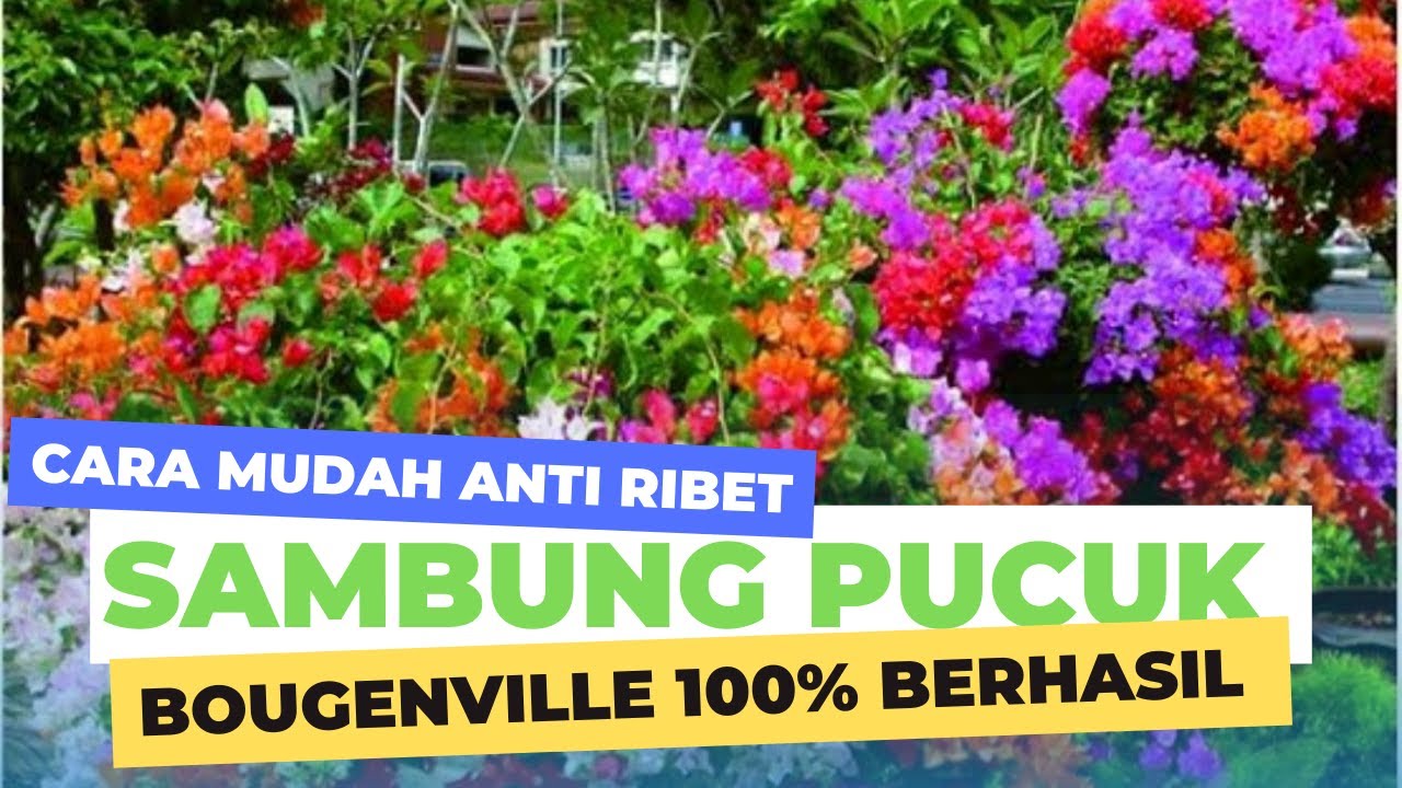 Cara Mudah Sambung Pucuk Bougenville 100% Berhasil Gak Pake Ribet.