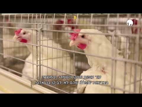 התפרצות שפעת העופות בישראל