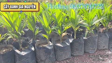 CÂY CAU ĂN TRẦU CAO 50CM