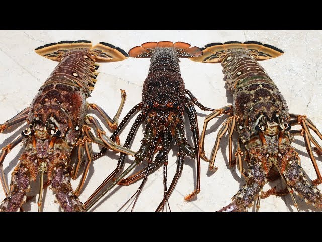 The COCKROACH of the Sea- Catch Clean Cook- Florida Spiny