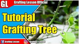 Grafting Tree Tutorial by Grafting lesson