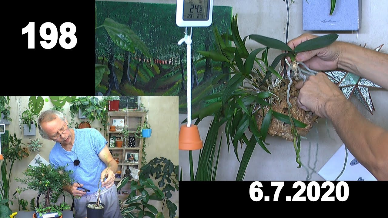 Bäume im Haus und Orchideenpflege bei uns, geht auch anders mit Detlef Römisch