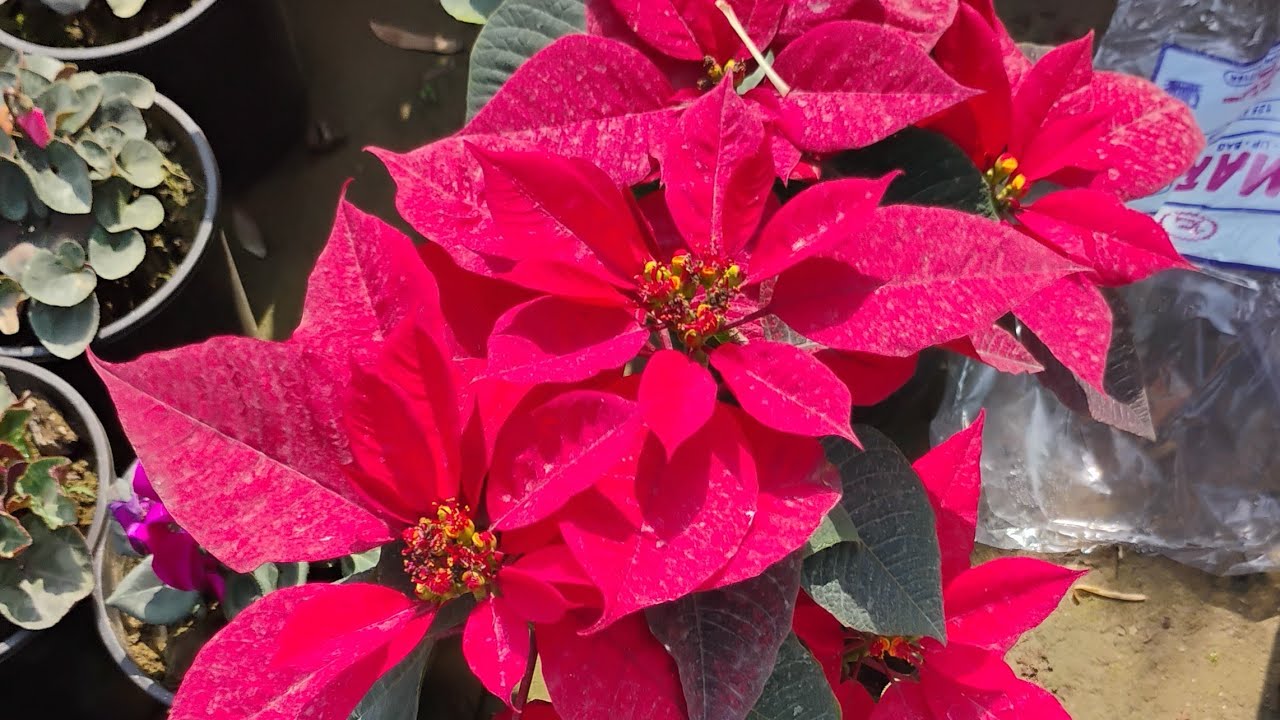 Mai Aur Mere Plants  is live #welcome # live #MaiaurMereplant #viral 