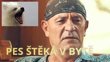 Jak často se psovi koupat?