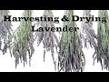 Harvesting and Drying Lavender