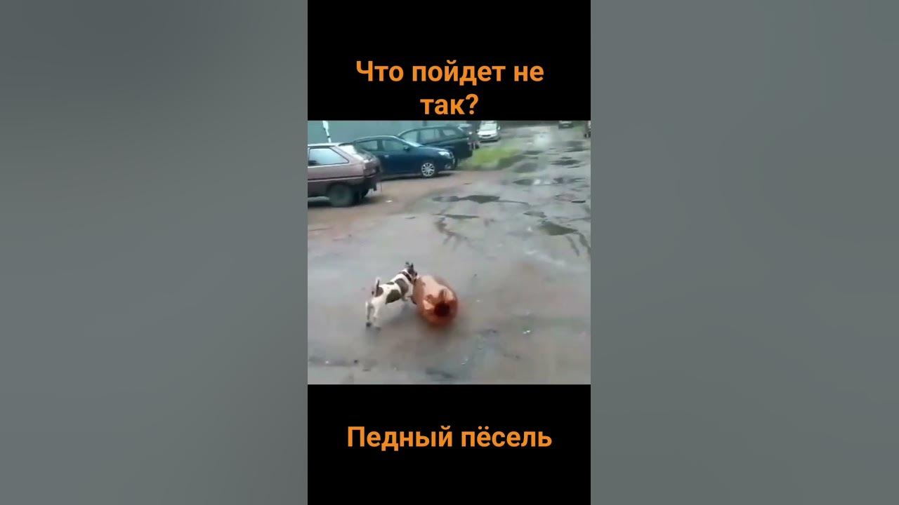 #мем собака играется с кегой - YouTube