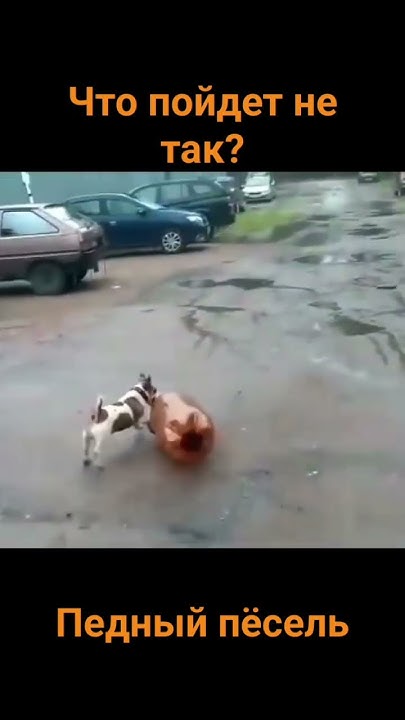 #мем собака играется с кегой - YouTube