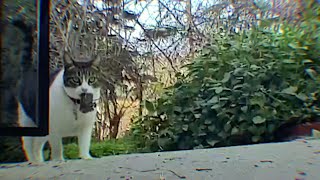 Cat Keeps Stealing Things From The Neighbors