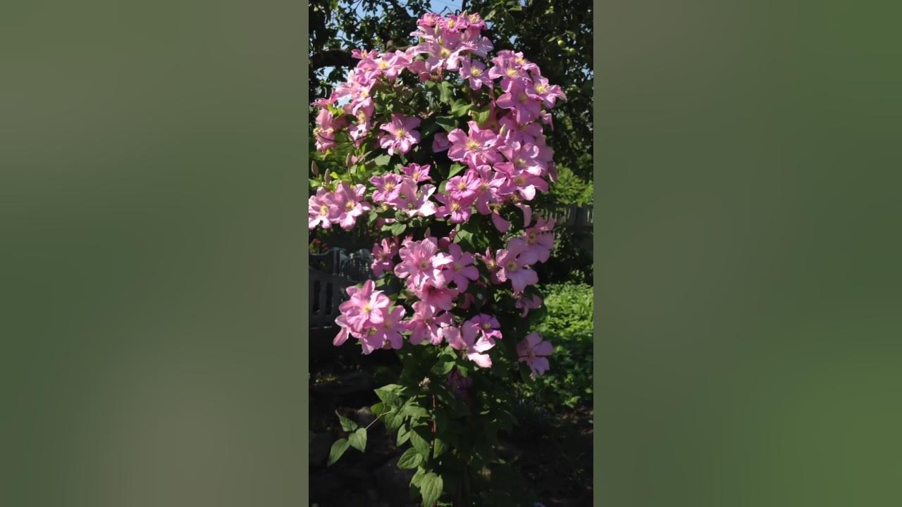 Клематис Комтес де бушо - YouTube