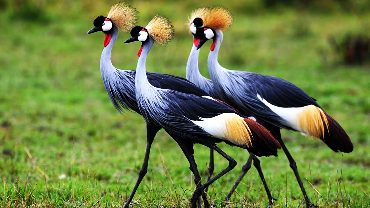 Types of Cranes Birds