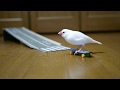 スケボーで遊ぶ文鳥