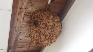 秋にキイロスズメバチ（Vespa simillima）の巣を襲うオオスズメバチ（Vespa mandarinia）！