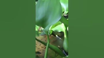 Câu cá lóc bằng vịt con 🐥