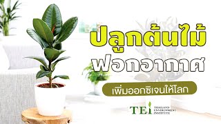 ปลูกต้นไม้ฟอกอากาศ เพิ่มออกซิเจนให้โลก​ 🌳