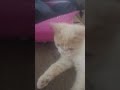 My cat #cutecat #cute #cat