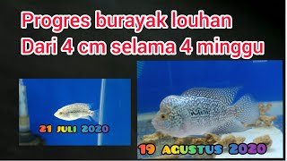 Tutorial Progres burayak louhan dari 4 cm selama 4 minggu #Tutorial #Louhan #Cencu