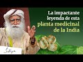 La impactante leyenda de esta planta medicinal de la India | Sadhguru Español, voz doblada con IA