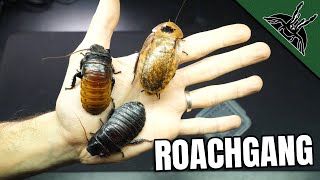 12 DIFFERENT Roach Colonies!