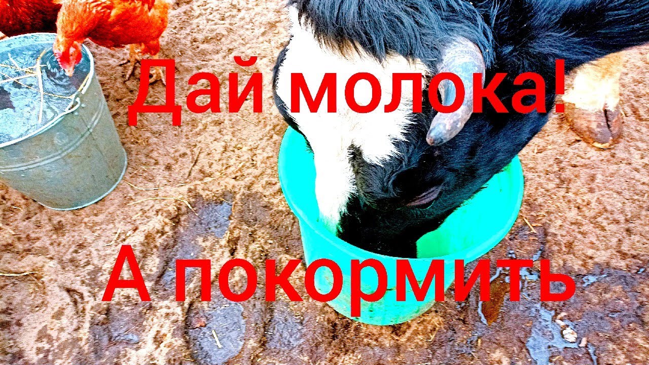 Чем кормить корову что бы давала много молока. Как я кормлю своих коров ...