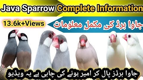 Java Sparrow complete Information in Urdu Hindi | Java Birds Breeding Tips | Java Finch Information