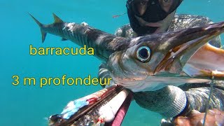 سمكة البركودا في عمق 3 امتار.  barracuda a 3 mètre de profondeur