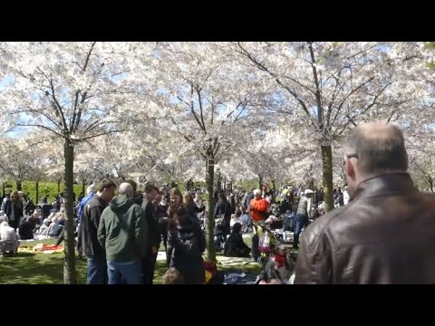 Video: Brann, Blomster Og Falloser: Ti Festivaler I Japan - Matador Network