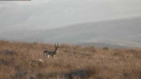 Showsynthesiser Recapitulation rguaiuostc