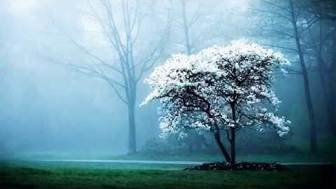 #القرآن الكريم #تلاوات مؤثرة - سورة لقمان بصوت القارئ اسلام صبحي🌹🌹